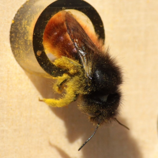 abeille-dorlotoir